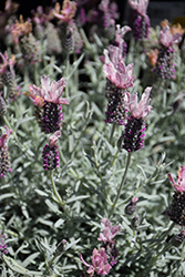 Ghostly Princess Spanish Lavender (Lavandula stoechas 'Ghostly Princess') at Lakeshore Garden Centres