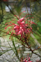 Long John Grevillea (Grevillea 'Long John') at Lakeshore Garden Centres