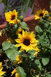 Sunbelievable Brown Eyed Girl Helianthus (Helianthus annuus 'TMSNBLEV01') at Lakeshore Garden Centres