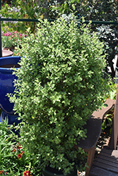 Wrinkled Blue Pittosporum (Pittosporum tenuifolium 'Wrinkled Blue') at Lakeshore Garden Centres