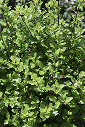 Wrinkled Blue Pittosporum (Pittosporum tenuifolium 'Wrinkled Blue') at Lakeshore Garden Centres