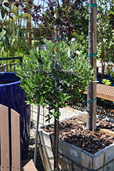 Little Ollie Dwarf Olive (tree form) (Olea europaea 'Montra') at Lakeshore Garden Centres