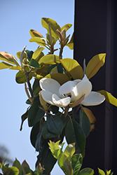 Saint Mary Magnolia (Magnolia grandiflora 'Saint Mary') at Lakeshore Garden Centres