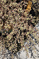 Little Star New Zealand Myrtle (Lophomyrtus x ralphii 'Little Star') at Lakeshore Garden Centres