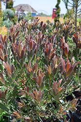 Red Gem Conebush (Leucadendron 'Red Gem') at Lakeshore Garden Centres