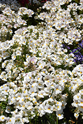 Nesia Snow Angel Nemesia (Nemesia 'Nesia Snow Angel') at Lakeshore Garden Centres