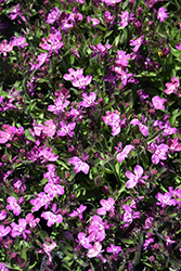 Early Springs Magenta Lobelia (Lobelia erinus 'Balspringma') at Lakeshore Garden Centres