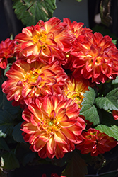 Hypnotica Icarus Dahlia (Dahlia 'Hypnotica Icarus') at Lakeshore Garden Centres