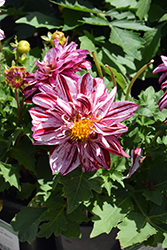Painter Berry Impressions Dahlia (Dahlia 'Painter Berry Impressions') at Lakeshore Garden Centres