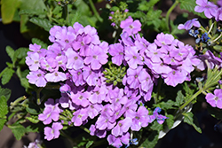 Empress Flair Lavender Blue Verbena (Verbena 'Empress Flair Lavender Blue') at Lakeshore Garden Centres