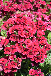 Nesia Burgundy Nemesia (Nemesia 'Nesia Burgundy') at Lakeshore Garden Centres
