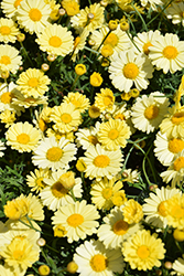 Lollies Buttermint Marguerite Daisy (Argyranthemum frutescens 'Lollies Buttermint') at Lakeshore Garden Centres