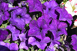 Sanguna Blue Petunia (Petunia 'Sanguna Blue') at Lakeshore Garden Centres