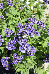 Nesia Dark Blue Nemesia (Nemesia 'Nesia Dark Blue') at Lakeshore Garden Centres
