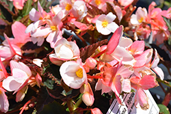 Florencio White Begonia (Begonia 'Florencio White') at Lakeshore Garden Centres