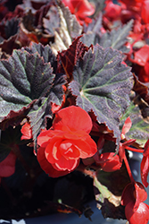 Bright Cherry Begonia (Begonia rex 'Bright Cherry') at Lakeshore Garden Centres