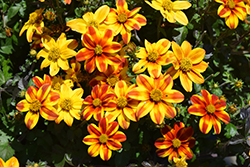 Brazen Samurai Bidens (Bidens ferulifolia 'Brazen Samurai') at Lakeshore Garden Centres