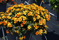 Brazen Samurai Bidens (Bidens ferulifolia 'Brazen Samurai') at Lakeshore Garden Centres