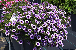 Cabrio Eclipse Lilac Calibrachoa (Calibrachoa 'Cabrio Eclipse Lilac') at Lakeshore Garden Centres