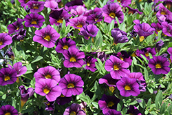 Cabrio Grape Calibrachoa (Calibrachoa 'Cabrio Grape') at Lakeshore Garden Centres