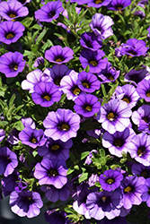 Callie Blue Calibrachoa (Calibrachoa 'Callie Blue') at Lakeshore Garden Centres