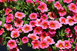 Callie Coral Calibrachoa (Calibrachoa 'Callie Coral') at Lakeshore Garden Centres