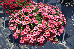 Callie Coral Calibrachoa (Calibrachoa 'Callie Coral') at Lakeshore Garden Centres