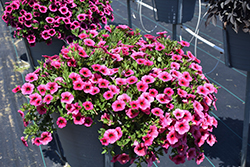 Callie Strawberry Calibrachoa (Calibrachoa 'Callie Strawberry') at Lakeshore Garden Centres
