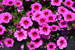 Callie Hot Pink Calibrachoa (Calibrachoa 'Callie Hot Pink') at Lakeshore Garden Centres