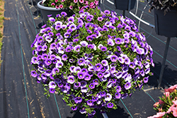 Callie Light Blue Calibrachoa (Calibrachoa 'Callie Light Blue') at Lakeshore Garden Centres