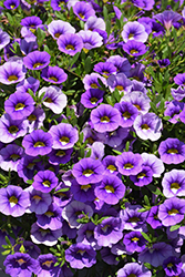 Callie Light Blue Calibrachoa (Calibrachoa 'Callie Light Blue') at Lakeshore Garden Centres