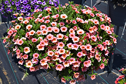 Callie Mango Calibrachoa (Calibrachoa 'Callie Mango') at Lakeshore Garden Centres