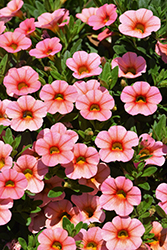 Callie Mango Calibrachoa (Calibrachoa 'Callie Mango') at Lakeshore Garden Centres