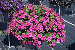 Callie Rose Calibrachoa (Calibrachoa 'Callie Rose') at Lakeshore Garden Centres
