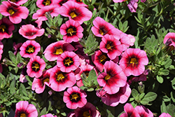 Callie Eclipse Strawberry Calibrachoa (Calibrachoa 'Callie Eclipse Strawberry') at Lakeshore Garden Centres