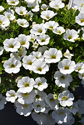 Callie White Calibrachoa (Calibrachoa 'Callie White') at Lakeshore Garden Centres