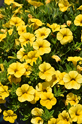 Callie Yellow Calibrachoa (Calibrachoa 'Callie Yellow') at Lakeshore Garden Centres