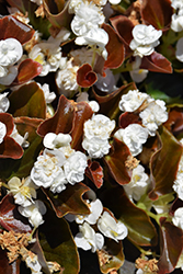 Double Up White Begonia (Begonia 'Double Up White') at Lakeshore Garden Centres