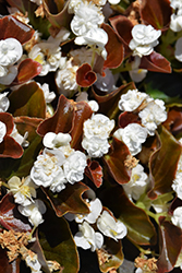 Double Up White Begonia (Begonia 'Double Up White') at A Very Successful Garden Center