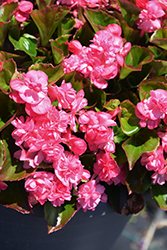 Double Up Pink Begonia (Begonia 'Double Up Pink') at A Very Successful Garden Center