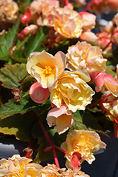 Double Delight Primrose Begonia (Begonia 'Kerbespicup') at A Very Successful Garden Center