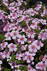 Snowstorm Pink Bacopa (Sutera cordata 'Snowstorm Pink') at Lakeshore Garden Centres
