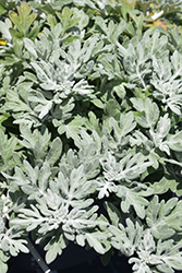 Silver Bullet Dusty Miller (Artemisia stellerianna 'Silver Bullet') at Lakeshore Garden Centres