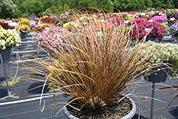 Graceful Grasses Toffee Twist Sedge (Carex flagellifera 'Toffee Twist') at Lakeshore Garden Centres