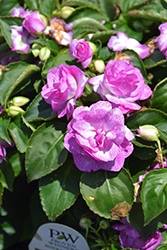 Rockapulco Wisteria Impatiens (Impatiens 'Balfiestarp') at Lakeshore Garden Centres
