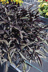 Illusion Midnight Lace Sweet Potato Vine (Ipomoea batatas 'Illusion Midnight Lace') at Lakeshore Garden Centres