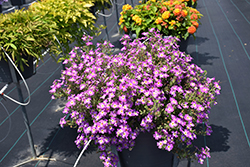Safari Sky South African Phlox (Jamesbrittenia 'Safari Sky') at Lakeshore Garden Centres