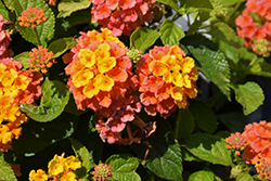 Luscious Basket Tangelo Lantana (Lantana camara 'Luscious Basket Tangelo') at Lakeshore Garden Centres