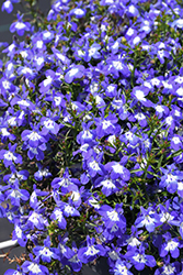 Laguna Compact Blue with Eye Lobelia (Lobelia erinus 'Lobetis') at Lakeshore Garden Centres