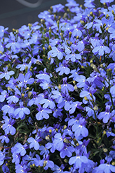 Laguna Sky Blue Lobelia (Lobelia erinus 'Laguna Sky Blue') at Lakeshore Garden Centres